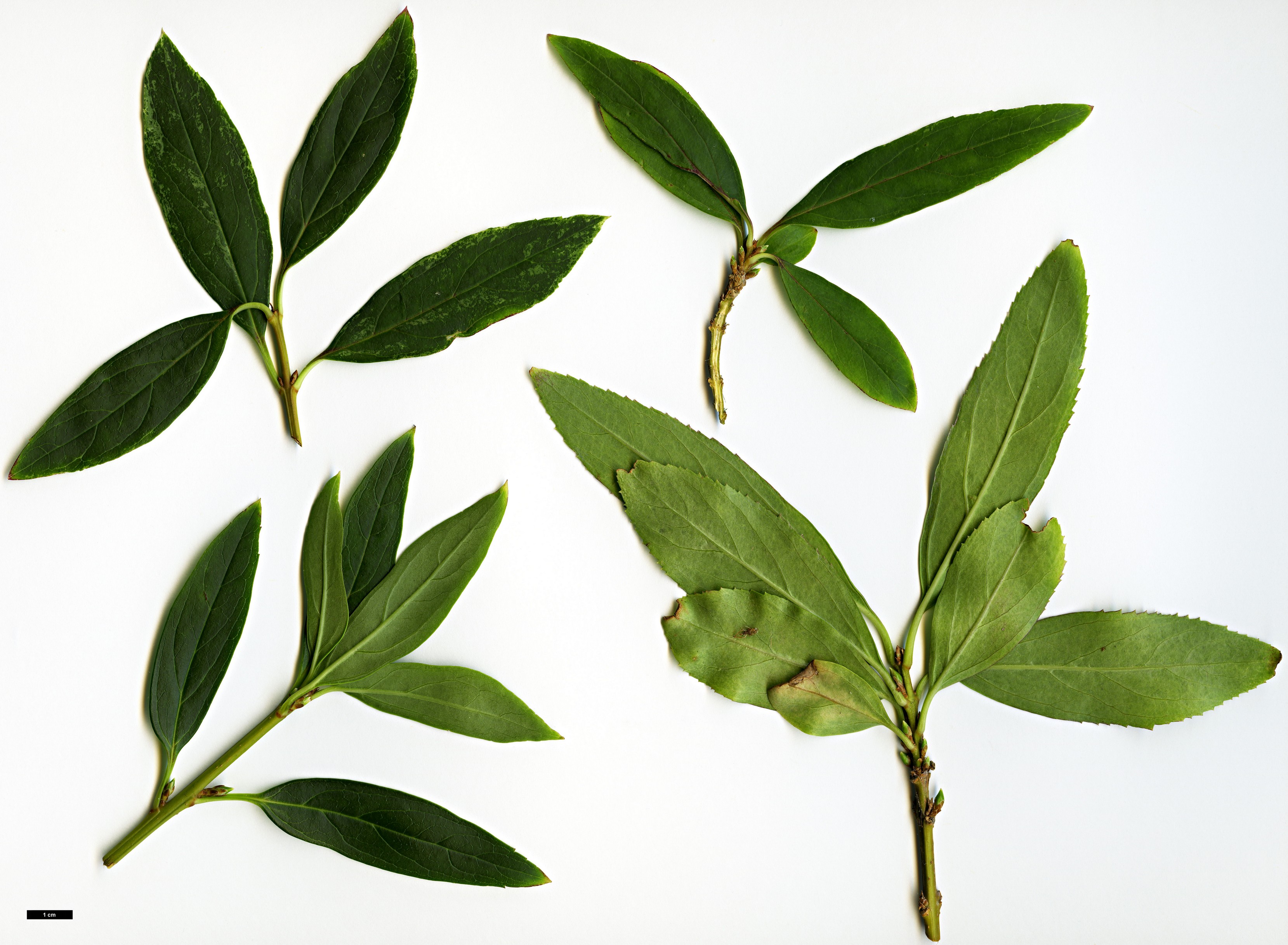 High resolution image: Family: Oleaceae - Genus: Forsythia - Taxon: viridissima - SpeciesSub: var. koreana